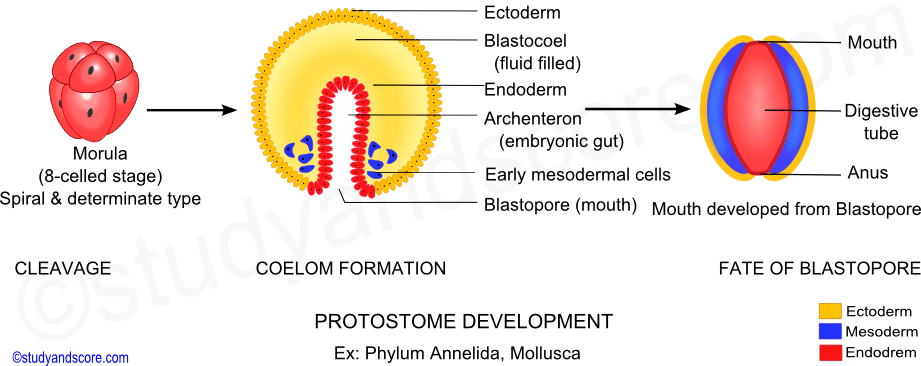 Protostomes, cleavage, morula, coelom formation, blastopore